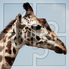 Best Free Puzzles for Kids: Giraffes Jigsaw icône