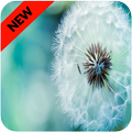 Wallpaper For Dandelion HD