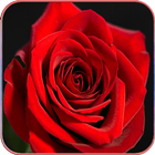 HD Rose Wallpapers أيقونة