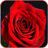 HD Rose Wallpapers icon