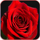 ikon HD Rose Wallpapers