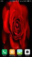 برنامه‌نما HD Rose Wallpapers عکس از صفحه