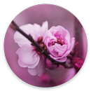 Fonds d'écran de fleur de cerisier APK