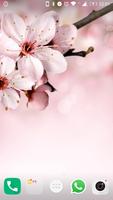 Fonds d'écran de fleur de cerisier Affiche
