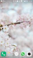 Cherry Blossom Wallpapers screenshot 2