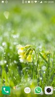 Fonds d'écran de rosée capture d'écran 2