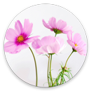 Fonds d'écran fleur APK