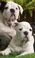 Best Dogs Wallpaper 포스터