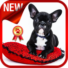 Puppy Training icon