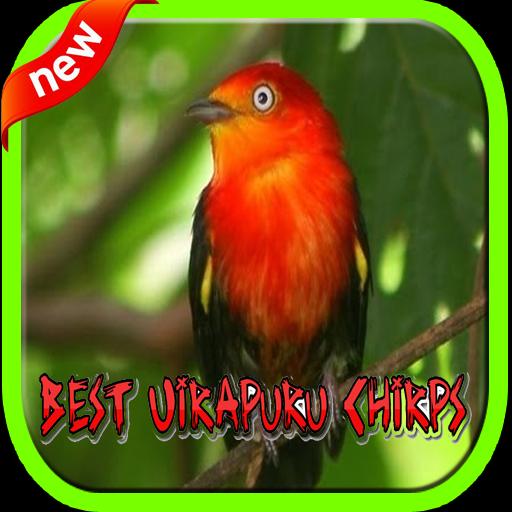 Best Uirapuru Chirps Mp3 for Android - APK Download