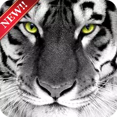 Tiger Wallpaper HD Free APK Herunterladen