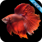 Betta Fish Wallpaper HD Free आइकन