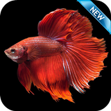 Betta Fish Wallpaper HD Free icon