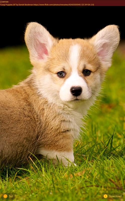 Cute Corgi Wallpapers for Android - APK Download