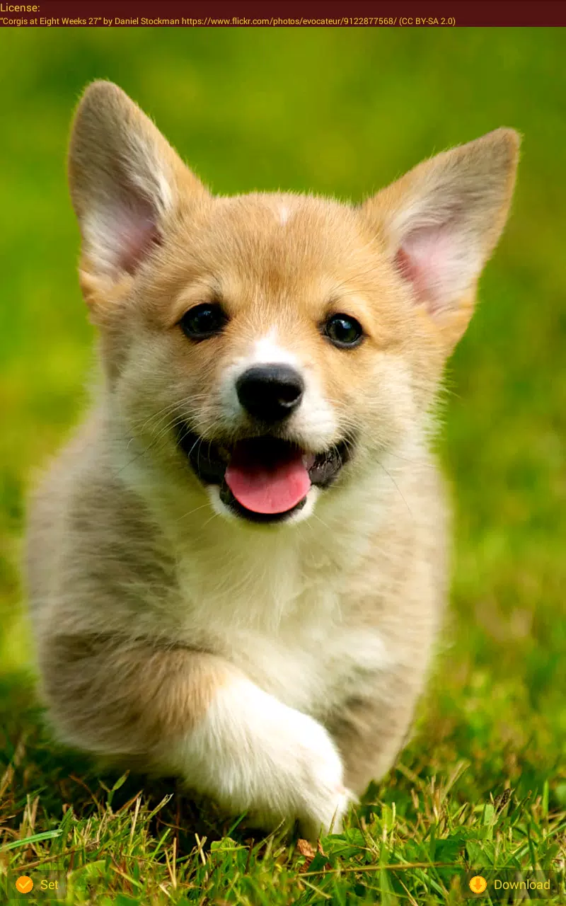 Android向けのコーギー犬 壁紙 Apkをダウンロードしましょう