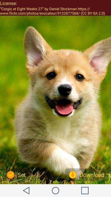 Cute Corgi Wallpapers for Android - APK Download