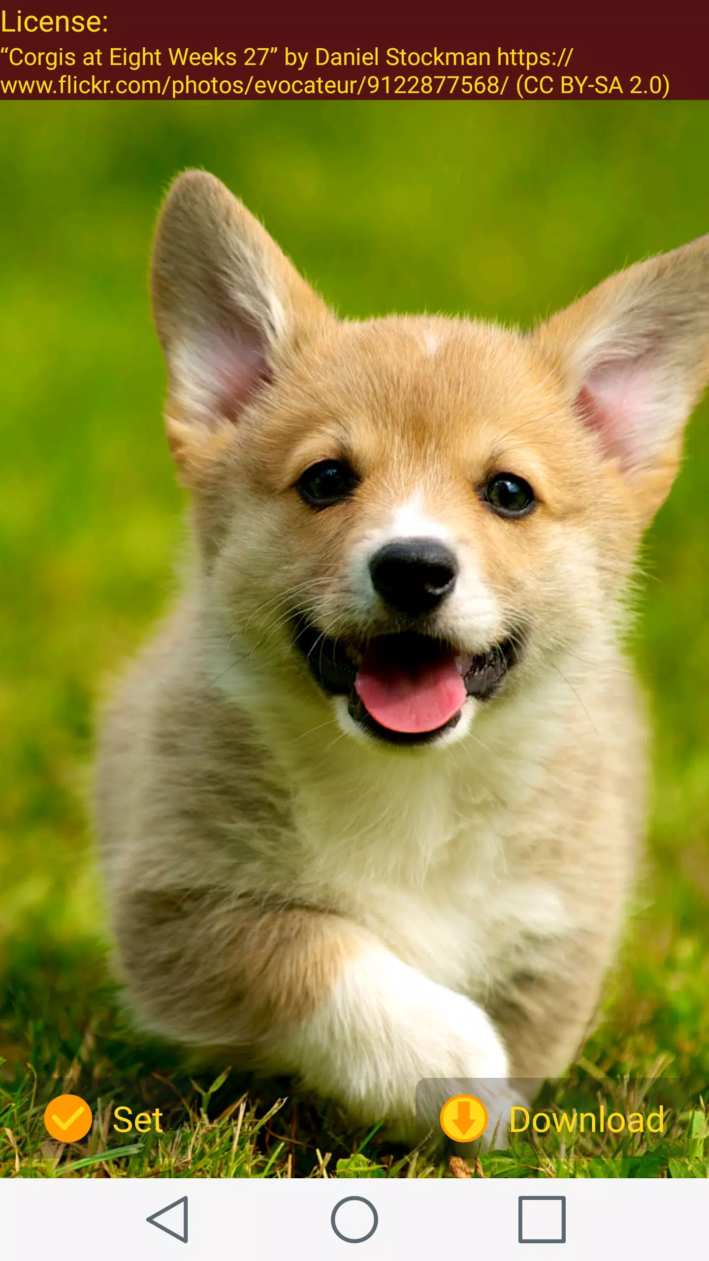 Android向けのコーギー犬 壁紙 Apkをダウンロードしましょう