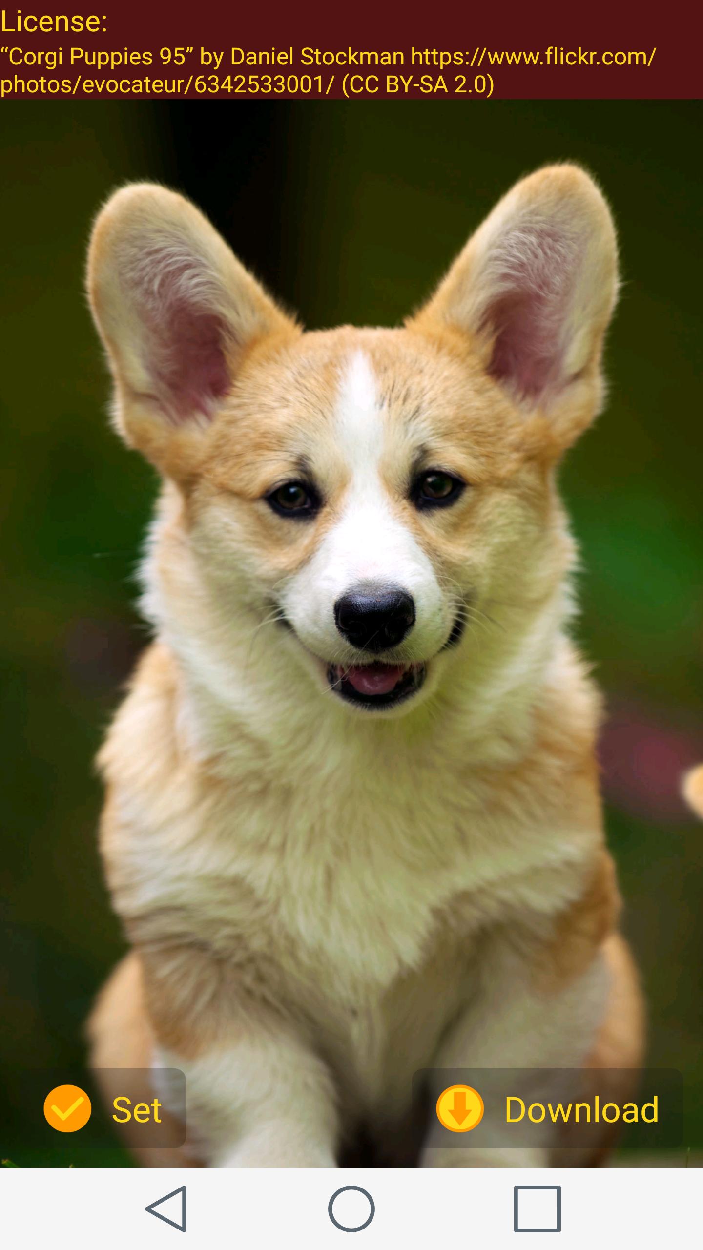 Android 用の コーギー犬 壁紙 Apk をダウンロード
