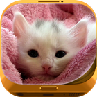 Cute Cat Wallpapers icône