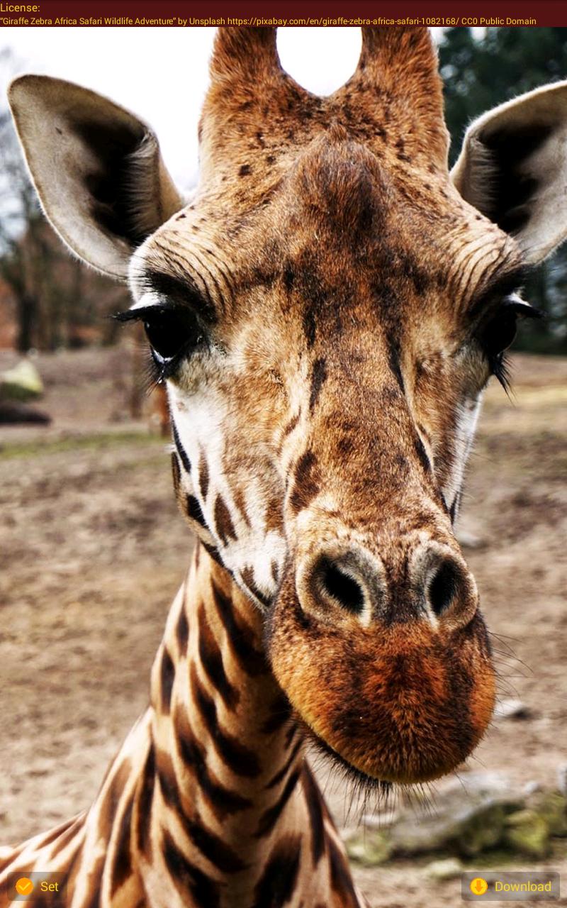 Cool Animal Wallpapers for Android APK Download Cool Animal Wallpapers for Android APK Download