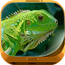 🐠 Exotic Animals Wallpaper 🐠 APK