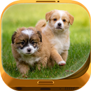 Fluffy Animals Wallpapers APK