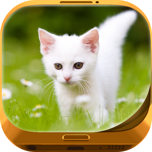 Cute Kitty Wallpapers