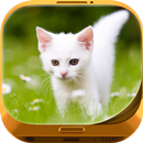 Cute Kitty Wallpapers APK