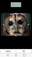 Night Owl Wallpaper HD capture d'écran 2