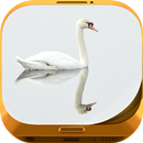 Swan Wallpapers APK