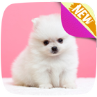 Cute Pomeranian Wallpapers icône