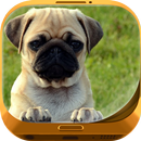 Cute Puppy Wallpapers APK