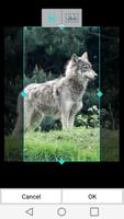 Wolf Wallpapers capture d'écran 3