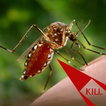 Anti Dengue