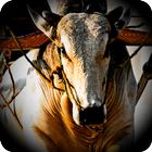 Farming Bull Racing game icône