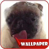 Dog Licker Live Wallpaper 2018 free icono