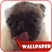 Dog Licker Live Wallpaper 2018 free