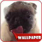 Dog Licker Live Wallpaper 2018 free-icoon