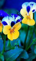 Amazing Spring wallpaper 截图 3