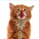 Cat Lick Screen Live wallpaper icône