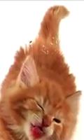 Cat Lick Screen Live wallpaper पोस्टर