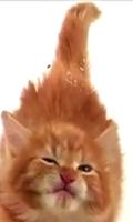 Cat Lick Screen Live wallpaper স্ক্রিনশট 1
