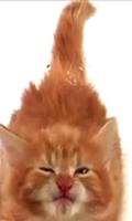 2 Schermata Cat Lick Screen Live wallpaper