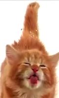 Cat Lick Screen Live wallpaper capture d'écran 3