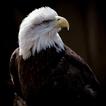 ”Eagle wallpaper