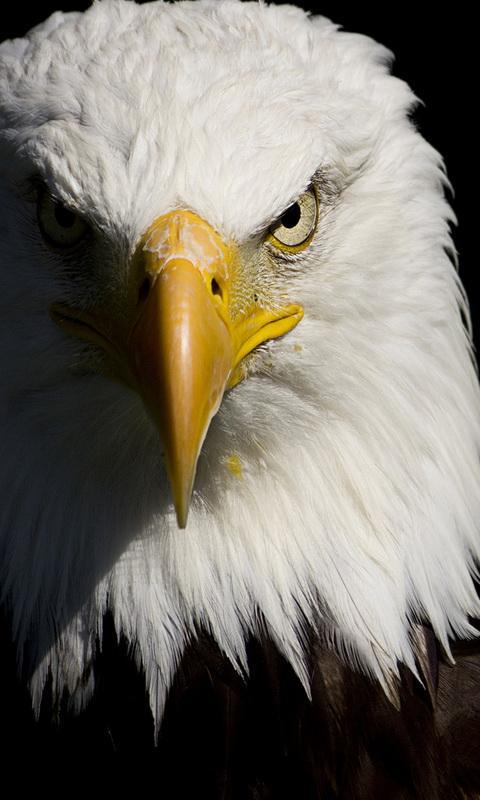Eagle Wallpaper For Android Apk Download