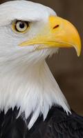 Eagle wallpaper تصوير الشاشة 2