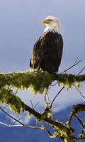 Eagle wallpaper تصوير الشاشة 3