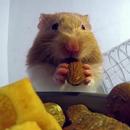 Hamster Eats Live wallpaper APK