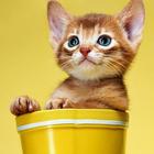 Cute Little Kitty wallpaper icône
